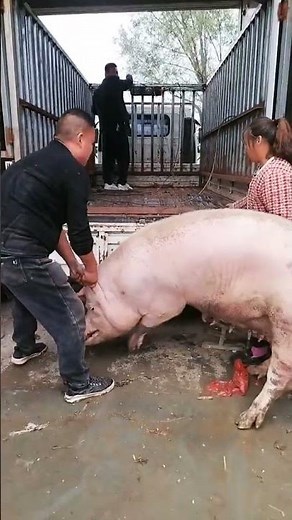 I Safely Loaded a Pig onto a Truck in JUST 10 Minutes | For Education Only