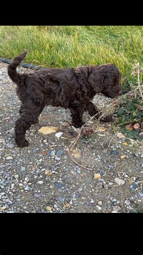 Labradoodles of Montana on Instagram: "Playtime - exploring a new area, and taking advantage of the beautiful weather! #labradoodlesofmontana #montanapuppies #australianlabradoodlepuppy"