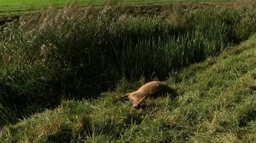 Watch what happens when reindeer hunt for hallucinogenic mushrooms