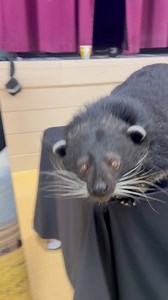 The binturong (Arctictis binturong) (/bɪnˈtjʊərɒŋ, ˈbɪntjʊrɒŋ/, bin-TURE-ong, BIN-ture-ong), also known as the bearcat, is a viverrid native to South and Southeast Asia. It is uncommon in much of its range, and has been assessed as Vulnerable on the IUCN Red List because of a declining population. It is estimated to have declined at least 30% since the mid-1980s. The binturong is the only species in the genus Arctictis. #animals #nature #animal #wildlife #love #pets #cute #pet #photography #dog 
