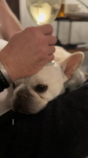 Follow me for more super secret French Bulldog breeding tricks. #frenchbulldog #frenchiesofinstagram #frenchie #showdog | Bullmarket French Bulldogs