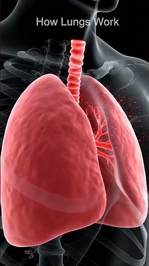 What Happens Inside Your Body Every Second #humanbody #biology #shorts