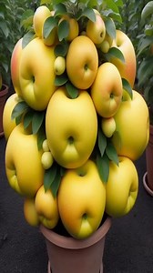 8.6K views · 78 reactions | New Golden Pear tree planting Methods to Harvesting more Golden Pear #satisfying #garden #pears | Tree Garden | Facebook