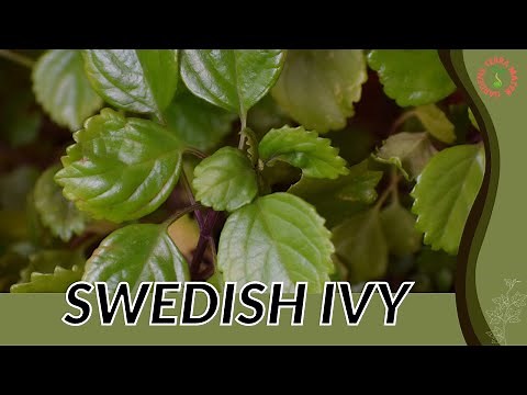 SWEDISH IVY Information and Growing Tips! (Plectranthus verticillatus)