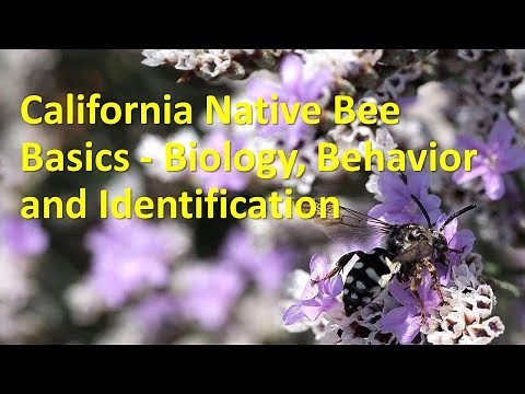 California Native Bee Basics, Biology & Behavior