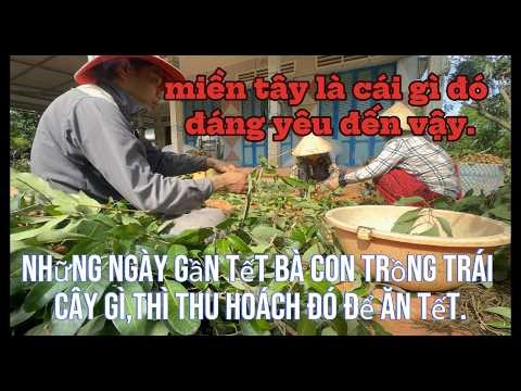 NIỀM VUI CỦA BÀ CON,TRÚNG MÙA,ĐƯỢC GIÁ SAU NHỮNG NGÀY TẾT#lamvanthua official#
