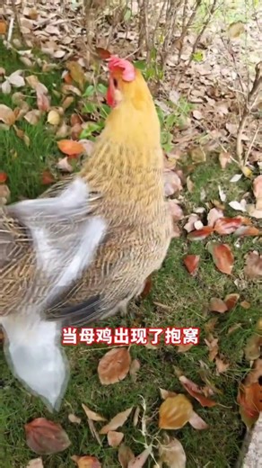 Chicken-raising tips used by expert chicken farmers in rural areas #chickenraisingtips#SCIENTIFIC