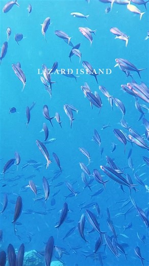 1.2K views · 41 reactions | Immersed in the very heart of the Great Barrier Reef is an unforgettable place of nature and seclusion. | Lizard Island | Facebook