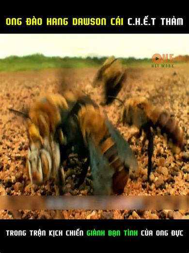 Review Thế Giới động vật tập 145#animals #thegioidongvat #animalworld #animal #dongvathoangda #cuteanimals