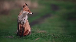 Red fox Vulpes vulpes. A fox on a beautiful background.