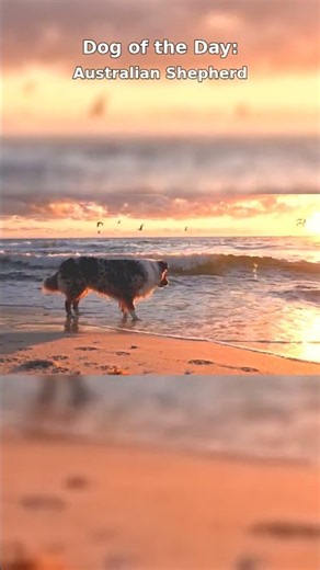 Australian Shepherd | Dog of the Day