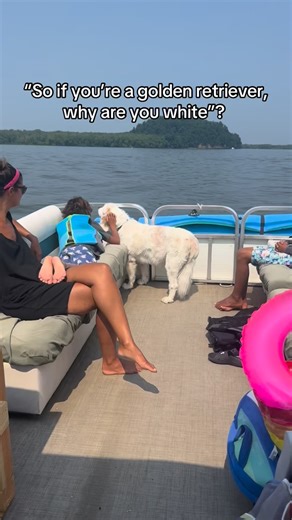 He’s a Dakota Sport aka Golden Cocker. The spots and ears of a cocker spaniel but everything else is golden. Best family dog I’ve ever had!! ❤️ #cutenessoverload #goldencockerspaniel #goldenretriever #dogsofinstagram #dailyhumor | Devin Jannotta