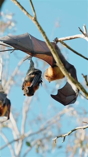 Bats Aren't Blind — Debunking Bat Vision Myths #animals