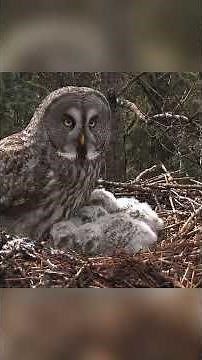 Arctic Ghosts: The Epic Great Grey Owl Life Cycle From Egg to Winter Survivor