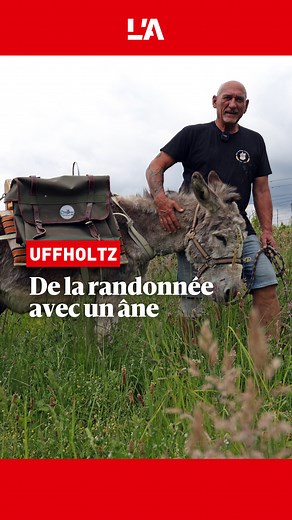 La Fédération nationale âne et randonnée (Fnar) a organisé pour la première fois le Printemps de l’âne, dans toute la France, les 17 et 18 mai. Les âneries d’Uffholtz ont participé à l’opération. Sylvain Flieller explique pourquoi cet animal est un chouette compagnon sur les sentiers des Vosges. 👉 Plus d'infos sur notre site : https://l.lalsace.fr/s3S 📹 Reportage : Vincent Voegtlin, Laurent Gentilhomme ⌨️ Montage : Jérôme Stumbé | Journal L'Alsace