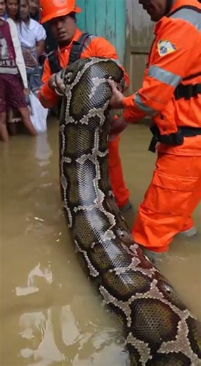 Residents Are Excited! Why Did They Record the Video Instead of Running Away? #snake #snake #bigs...