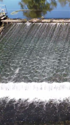 Chinook salmon swimming up the dam