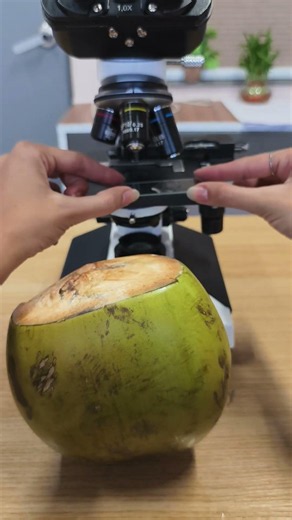 Coconut Dissection Under the Microscope… INSANE Results #viral