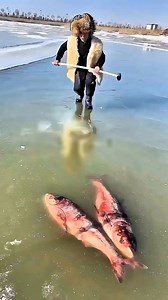 Catching Fish in Extremely Cold Waters #fblifestylechallenge #hilightseveryonefollowers #reelsfypシ #lifestyle #reelschallenge #StarsEverywhere #highlights | Ur Scene