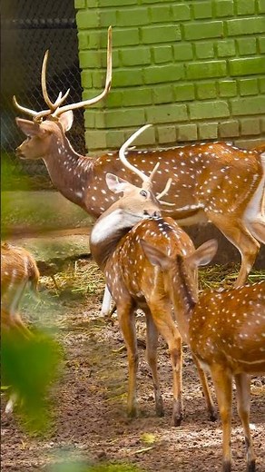 Deer vs. Elk: What’s the Difference Between These Majestic Creatures?