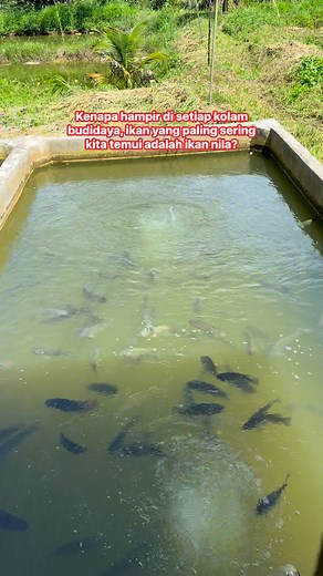 5.1K reactions · 89 shares | Ikan nila merupakan salah satu jenis...