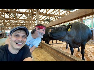 Japanese Wagyu Ranch Experience | How do they live?