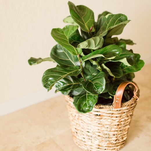 Fiddle Leaf Fig Bush | Growing a Bushy Plant