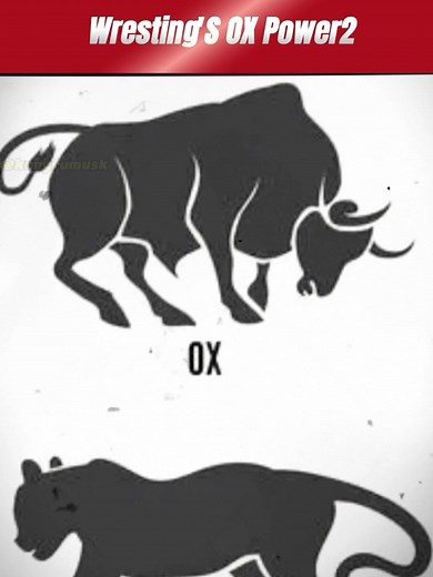 Wresting Ox Power🔥🔥🔥#wresting #judo #fighting #boxing #combat #selfdefense #skills #foryou #fpy #foryouageeeeee❤️❤️❤️❤️❤️❤️ #kungfu #technique