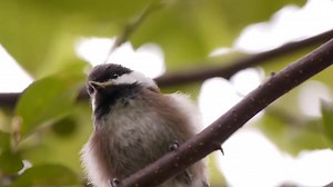 1.6K views · 216 reactions | Of North America's seven chickadee species, the Chestnut-backed and the Carolina are the smallest. But for the title of most colorful, the Chestnut-backed wins hands down in our opinion. What do you think? https://abcbirds.org/bird/chestnut-backed-chickadee/ Video: Chestnut-backed Chickadee | American Bird Conservancy | Facebook
