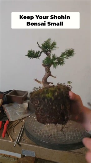 Master Shohin Bonsai: Upping Your Potting Game