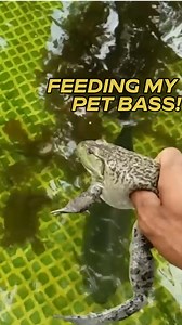 Feeding Pet Bass in an Incredible DIY Pool Pond | Zak Catch Em