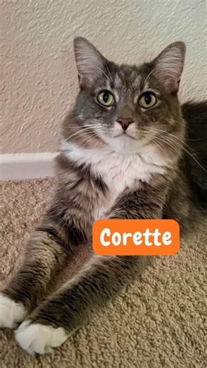 🎉 It’s National Adoption Week! 🎉 We’re celebrating all the amazing families who have opened their hearts and homes to rescue pets ❤️ 🐾 Join us at Jill’s Acres on October 25th & 26th — adopt two pets and receive a special adoption discount! Double the love, double the joy 🐶🐱 Have you adopted from us before? 💕 👉 Comment below and tell us your adoption story! We’d love to hear how your furry friends are doing — your stories inspire more adoptions every day! #AdoptDontShop #AdoptionWeek #PetA