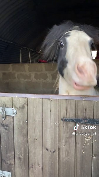 Funny Pony Videos to Brighten Your Day