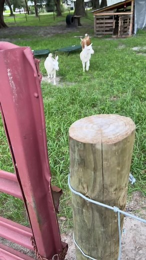 The goats get thier daily grazing time outside of the pen in the afternoon and the pigs get their daily scratches from mom.