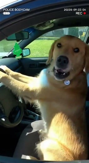 Dog Drives Car, Gets Pulled Over!