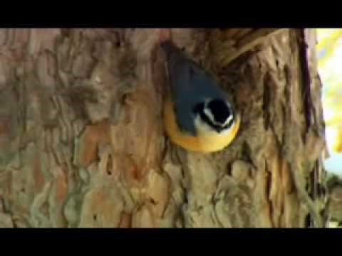 The Red-breasted Nuthatch (60 seconds)