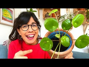 PILEA PEPEROMIOIDES CARE! (2021 GUIDE)