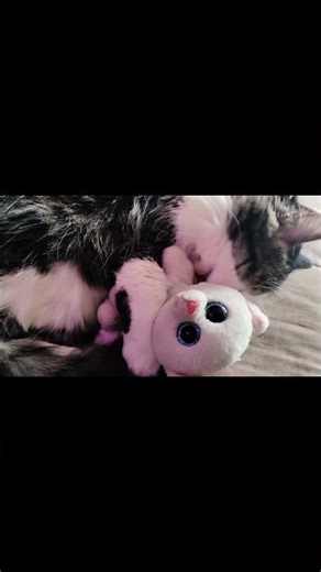 I REALLY love my little plush cat