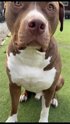 12 April 2026 #motivation #americanbully #pitbull #dogs