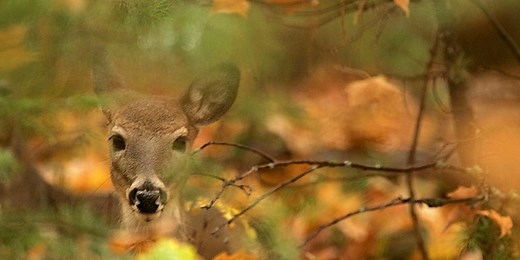 Why deer hunting season happens in the fall