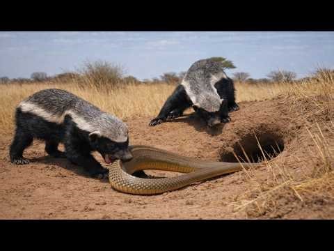 Honey Badger vs King Cobra – The Most Fearless Wildlife Battle Ever Filmed