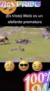 La historia de "Melo" el elefante prematuro. #elefante #DeTodoUnPoco #memes #doblesentido #messi #CR7 | De Todo Un Poco 2.0