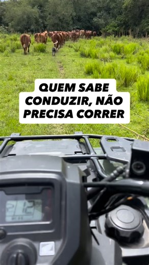 BorderMontenegro on Instagram: "41 novilhas. Um cão. Sem grito. Sem correria. Sem desgaste. Isso é o que um Border Collie treinado entrega de verdade: Calma. Resposta imediata. Leitura de gado. Respeito à pressão. Obediência à voz e ao apito. Malbec não trabalha para aparecer. Trabalha para resolver. Cada passo aqui é pedido. Cada movimento tem propósito. Cada decisão economiza tempo, energia e erro. Cão bom não é o que impressiona. É o que faz o serviço fluir. É esse padrão que eu treino. É ess