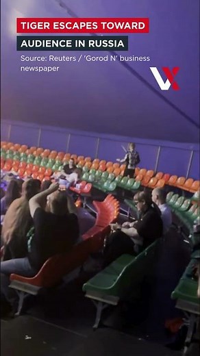Front-row Fright As Tiger Jumps Into Audience During Circus In Southern Russia | VERTEX