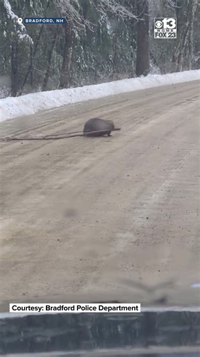 The roads may be crummy, but a beaver in Bradford, New Hampshire, is doing their part to help clean them up! 🦫 | WGME CBS 13 News, Portland