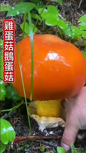 你認識這種菇嗎？雞蛋小紅帽-從童話故事走出來的一樣