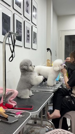 Small Cute Dog Video Compilation | Oreo Pet Salon Highlights