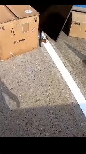 The Thrill of Dumpster Diving Adventures