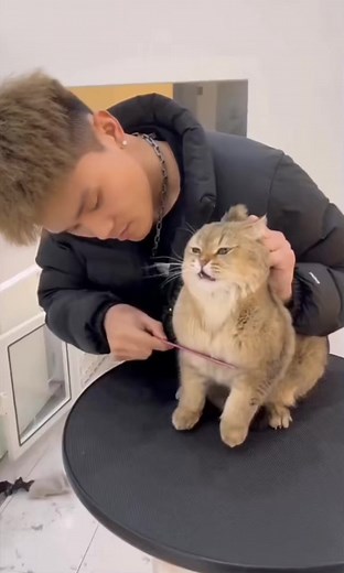 39K views · 431 reactions | Bengali tiger cat extremely aggressive one . #aggresivecat #cats #grooming #fblifestyle #freestuff #freestuff | Teddy Cat Planet | Facebook