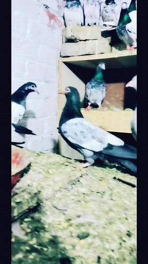 Pigeons Behaving Naturally in Aviary Enclosure